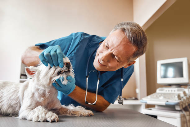 Best Same-Day Emergency Dental Services in South Hill, WA